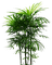 Palm.Tree.Palmier.Tropical.Victoriabea - png gratis GIF animasi