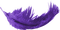 purple feather 3 - png gratuito GIF animata