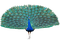 peacock - Free PNG Animated GIF