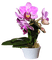 orchids  purple bp - zadarmo png animovaný GIF