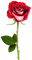 Kaz_Creations Flowers Flower - gratis png animerad GIF