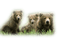 bear katrin - Free PNG Animated GIF
