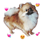 Pomeranian - png gratis GIF animado