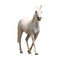 kikkapink deco scrap white horse - png grátis Gif Animado