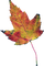 autumn leaf - PNG gratuit GIF animé