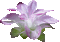 kwiat - Gratis animeret GIF animeret GIF