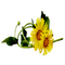flowers by nataliplus - ilmainen png animoitu GIF