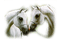 white horses cheval blanc - PNG gratuit GIF animé