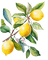 lemon tree Bb2 - gratis png animeret GIF