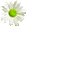 Fleur-marguerite