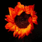 sunflower gif - Zdarma animovaný GIF animovaný GIF