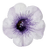 Flower - δωρεάν png κινούμενο GIF
