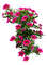 kwiaty - zadarmo png animovaný GIF