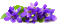 Kaz_Creations Flowers - Nemokamas animacinis gif animuotas GIF