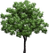 Tube Arbre - Free PNG Animated GIF