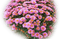 chrysanthèmes web charmille - png gratuito GIF animata