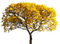 El árbol amarillo de otoño - png gratis GIF animado