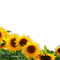 Rena Sonnenblumen