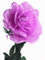 rose qui change de couleur - Бесплатный анимированный гифка анимированный гифка