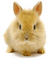 animaux - png gratuito GIF animata