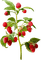 Fruit. Raspberry. Leila - png gratuito GIF animata