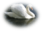 patymirabelle cygne - 免费PNG 动画 GIF