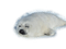 baby seal - GIF animé gratuit