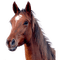 horse head bp - kostenlos png Animiertes GIF