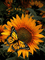 SUNFLOWER AND BUTTERFLY GIF - 免费动画 GIF 动画 GIF