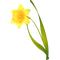 daffodil spring flower