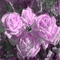 dolceluna animated purple roses background - Darmowy animowany GIF animowany gif
