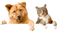 dog  with cat bp - PNG gratuit GIF animé