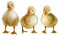 ankat, ducks, lintu, birds - gratis png animerad GIF