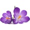 fleur mauve - бесплатно png анимированный гифка