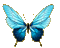 papillon - Nemokamas animacinis gif animuotas GIF