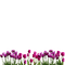 tulips - ingyenes png animált GIF