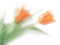 Flor - безплатен png анимиран GIF