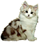 nbl-cat - zdarma png animovaný GIF