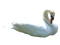 Kaz_Creations Swans Swan Birds - ilmainen png animoitu GIF
