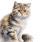 Farm Cat - безплатен png анимиран GIF