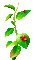 soave deco ladybug  leaves branch spring summer - GIF animé gratuit GIF animé