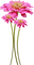 Flores - Free PNG Animated GIF