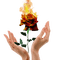 fire rose - png gratis GIF animasi