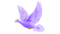 Purple Dove