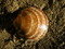 coquillage - kostenlos png Animiertes GIF