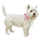 dog - ücretsiz png animasyonlu GIF