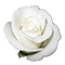 white rose sunshine3 - GIF animé gratuit