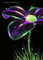 MMarcia gif flores fundo - Ilmainen animoitu GIF