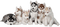 husky pups - bezmaksas png animēts GIF