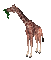 Giraffe Eating - GIF animado gratis GIF animado